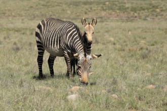 Cape Mountain Zebra (Equus zebra zebra), adult, female, mother, juvenile, social behaviour,