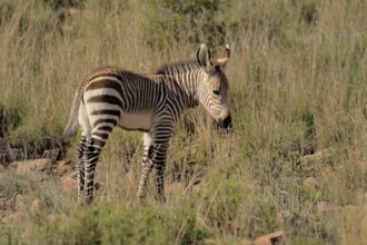 Cape Mountain Zebra (Equus zebra zebra), young animal, foraging, Mountain Zebra National Park,
