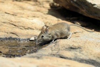 Short-eared elephant shrew (Macroscelides probosideus), adult, at the water, drinking, Mountain