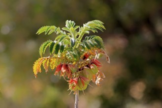 Honeybush (Melianthus comosus), flower, flowering, Karoo Botanic Gardens, Worcester, Western Cape,