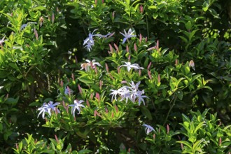 African jasmine (Jasminum multipartitum), flower, in bloom, Kirstenbosch Botanical Gardens, Cape