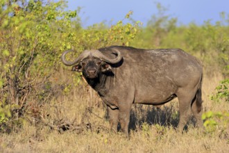 Cape buffalo (Syncerus caffer), adult, male, alert, foraging, Kruger, Kruger National Park, South