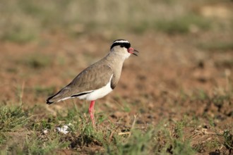 Crowned Lapwing (Vanellus coronatus) adult, alert, calling, Mountain Zebra National Park, South