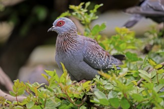Guinea Pigeon (Columba guinea), Streak-necked Pigeon, adult, on tree, Cape Town, South Africa