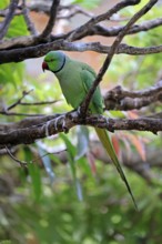 Collared Conure (Psittacula krameri), Alexander's Conure, adult male, on tree, Western Cape, South