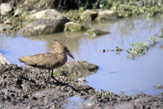 Hammerhead (Scopus umbretta), shadow bird, adult, on the bank, on the water, foraging, Kruger,