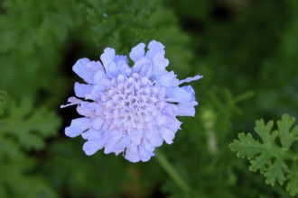 Scabiosa lucida, flower, in bloom, Kirstenbosch Botanical Gardens, Cape Town, South Africa