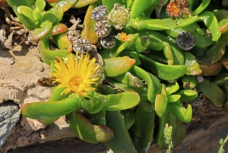 Tongue-leaf plant, succulent species, flower, flowering, yellow, Karoo Botanic Gardens, Worcester,