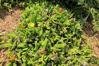Glottiphyllum carnosum, succulent species, flowering, Karoo Botanic Gardens, Worcester, Western