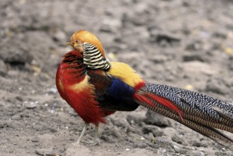Golden Pheasant (Chrysolophus pictus), adult, male, captive, China