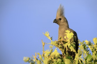 Grey Go-away-bird (Crinifer concolor), Grey Go-away-bird, adult, on tree, alert, portrait, Kruger,