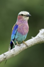 Forked Roller (Coracias caudata), adult, on guard, Kruger, Kruger National Park, South Africa