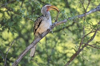 Southern Yellow-billed Hornbill (Tockus leucomelas), Red-ringed Hornbill, adult, on tree, alert,