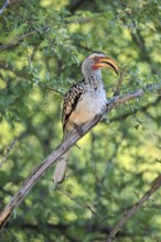 Southern Yellow-billed Hornbill (Tockus leucomelas), Red-ringed Hornbill, adult, on tree, alert,