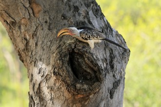 Southern Yellow-billed Hornbill (Tockus leucomelas), Red-ringed Hornbill, adult, male, at breeding