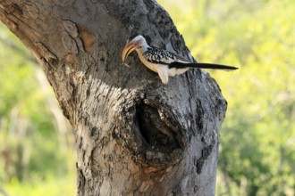 Southern Yellow-billed Hornbill (Tockus leucomelas), Red-ringed Hornbill, adult, male, at breeding