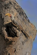 Southern Yellow-billed Hornbill (Tockus leucomelas), Red-ringed Hornbill, adult, male, at breeding
