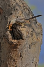 Southern Yellow-billed Hornbill (Tockus leucomelas), Red-ringed Hornbill, adult, male, at breeding