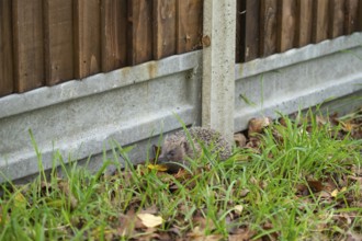 European hedgehog (Erinaceus europaeus) adult animal next to a concrete based wooden urban garden