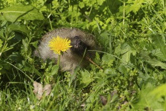European hedgehog (Erinaceus europaeus) adult animal amongst garden plants, England, United Kingdom