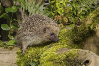 European hedgehog (Erinaceus europaeus) adult animal on a tree log in a garden, England, United