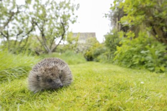 European hedgehog (Erinaceus europaeus) adult animal on an urban garden grass lawn with a house in