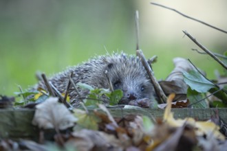 European hedgehog (Erinaceus europaeus) adult animal walking in a garden, Suffolk, England, United
