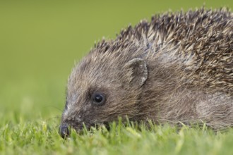 European hedgehog (Erinaceus europaeus) adult animal on an urban garden grass lawn, England, United