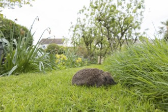 European hedgehog (Erinaceus europaeus) adult animal on an urban garden grass lawn moving towards