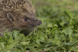European hedgehog (Erinaceus europaeus) adult animal in an urban garden, England, United Kingdom