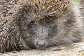 European hedgehog (Erinaceus europaeus) adult animal head portrait, England, United Kingdom