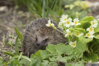 European hedgehog (Erinaceus europaeus) adult animal next to wild primrose flowers in the spring,
