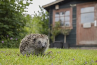 European hedgehog (Erinaceus europaeus) adult animal on an urban garden grass lawn with a wooden
