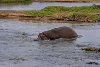 Hippopotamus (Hippopatamus amphibius), adult, in water, Kruger, Kruger National Park, South Africa