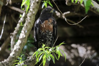 Rock Buzzard (Buteo rufofuscus), Jackal Buzzard, adult, on tree, perch, South Africa
