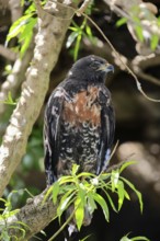 Rock Buzzard (Buteo rufofuscus), Jackal Buzzard, adult, on tree, perch, South Africa