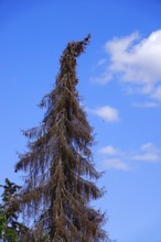 Dead conifer, symbolising climate change and drought, Germany