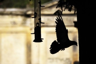 Pigeon at a feeding place, summer, Germany