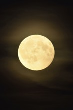Low full moon, moon (super moon) in starry night shines brightly in August in dark night with