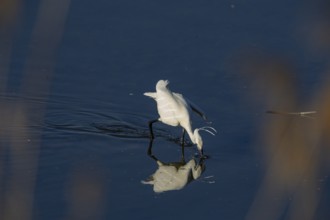 Little Egret (Egretta garzetta) Germany