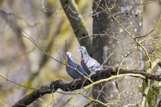 Stock Dove (Columba oenas) Pairs Germany