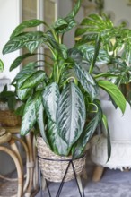 Tropical 'Aglaonema Silver Bay' houseplant with silver pattern in basket pot in boho style living