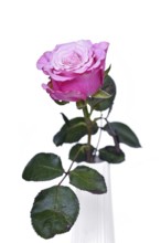 Single pink rose flower in vase on white background