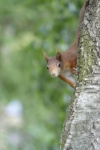 Squirrel (Sciurus vulgaris), summer, Germany