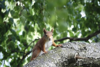 Squirrel (Sciurus vulgaris), summer, Germany