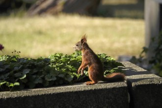 Squirrel (Sciurus vulgaris), summer, Germany
