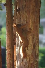 Squirrel (Sciurus vulgaris), summer, Germany