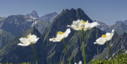 Mountain panorama with wood anemone (Anemone nemorosa) from Laufbacher-Eckweg to Höfats, 2259m,