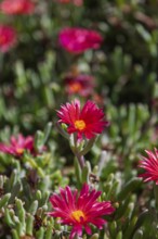 Close-up of several pink flowers with yellow centre in a green environment, midday flowers,