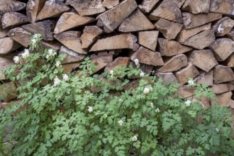 Yellowish-white corydalis (Corydalis ochroleuca), variety Pseudofumaria alba, in front of a pile of